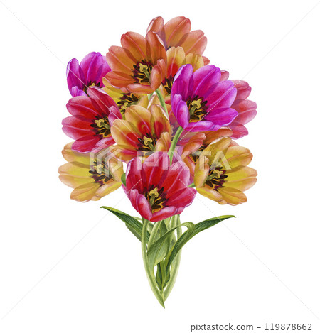 Bouquet of pink, orange, yellow tulips. Composition of watercolor flowers isolated on a white background for Mother's, Women's,Valentine's Day, Easter, spring holidays, birthday, weddings 119878662