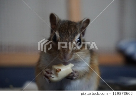 Chipmunk eating a snack 119878663