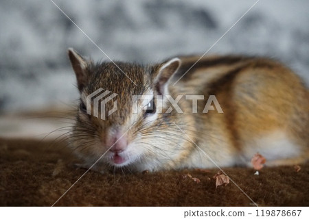Sleepy Chipmunk Sleepy Chipmunk 119878667