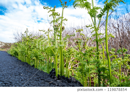 Fern breaking through tarmac in Ireland 119878854