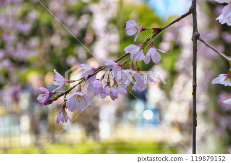 京都御苑·和泉垂枝櫻花(京都府京都市上京區) 京都御苑·和泉垂枝櫻花(京都府京都市上京區) 119879152