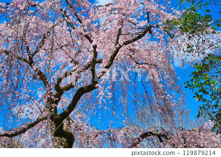 Kyoto Imperial Palace: Izumi weeping cherry blossoms (Kamigyo Ward, Kyoto City, Kyoto Prefecture) 119879214