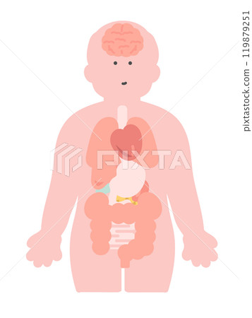 Illustration of the human body (brain, organs, internal organs) 119879251
