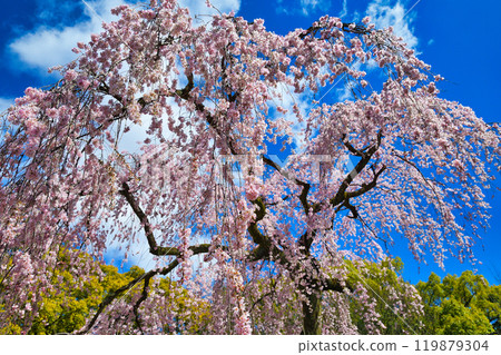 Kyoto Imperial Palace: Izumi weeping cherry blossoms (Kamigyo Ward, Kyoto City, Kyoto Prefecture) 119879304