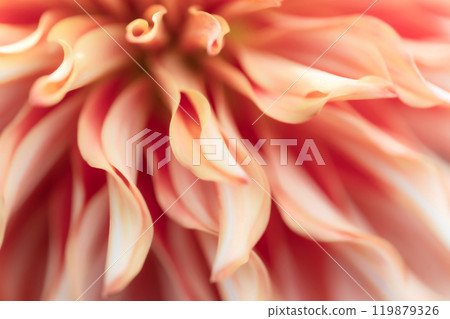 Petals/Dahlia background material Petals/Dahlia background material 119879326