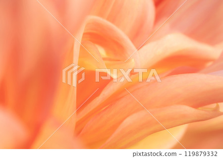 Petals/Dahlia background material Petals/Dahlia background material 119879332