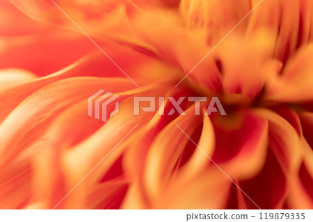 Petals/Dahlia background material Petals/Dahlia background material 119879335