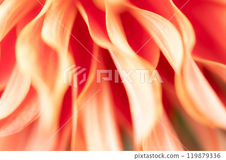 花瓣/大麗花背景素材 花瓣/大麗花背景素材 119879336