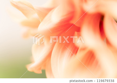 Petals/Dahlia background material Petals/Dahlia background material 119879338