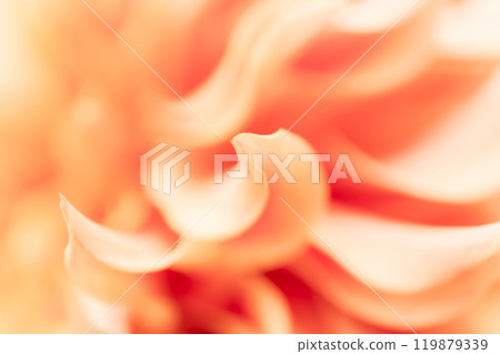 Petals/Dahlia background material Petals/Dahlia background material 119879339