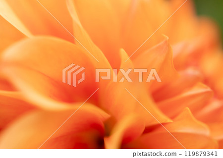 花瓣/大麗花背景素材 花瓣/大麗花背景素材 119879341