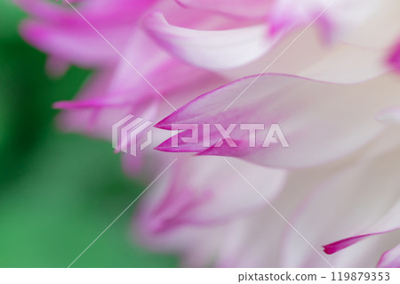 Petals/Dahlia background material Petals/Dahlia background material 119879353