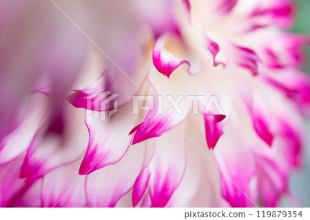 花瓣/大麗花背景素材 花瓣/大麗花背景素材 119879354