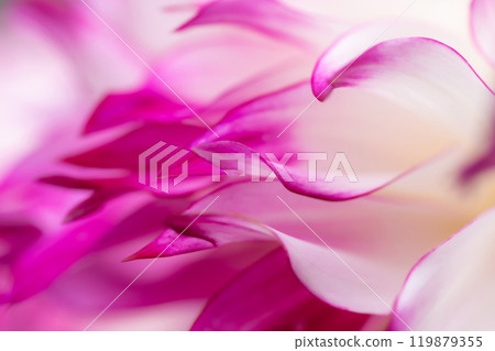 Petals/Dahlia background material Petals/Dahlia background material 119879355