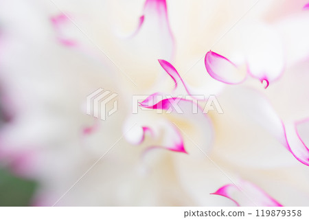 花瓣/大麗花背景素材 119879358