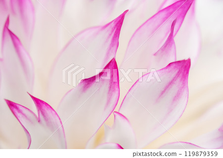 花瓣/大麗花背景素材 119879359