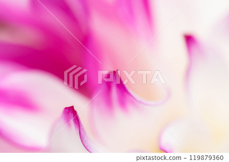 花瓣/大麗花背景素材 119879360