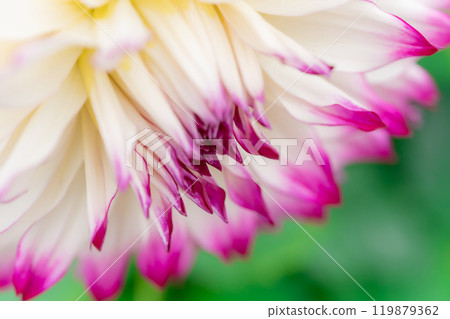Petals/Dahlia background material Petals/Dahlia background material 119879362
