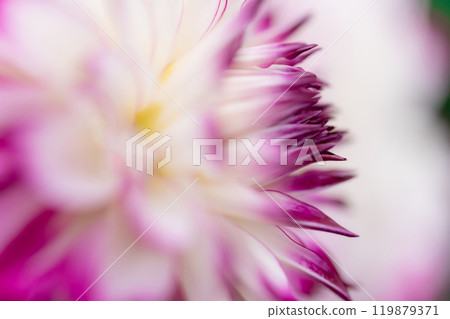 Petals/Dahlia background material 119879371