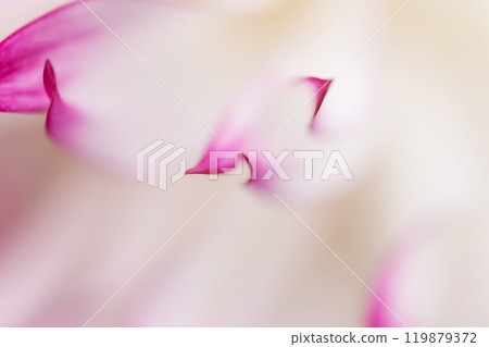 Petals/Dahlia background material 119879372