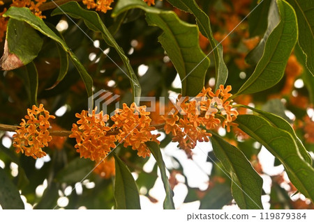 Orange Osmanthus Flowers 119879384