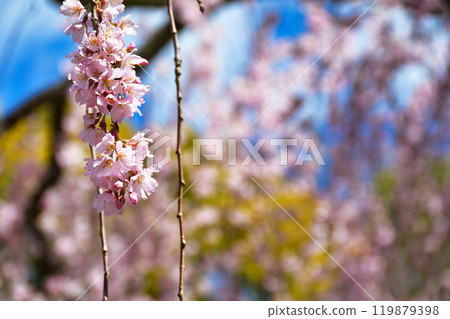 Kyoto Imperial Palace: Izumi weeping cherry blossoms (Kamigyo Ward, Kyoto City, Kyoto Prefecture) Kyoto Imperial Palace: Izumi weeping cherry blossoms (Kamigyo Ward, Kyoto City, Kyoto Prefecture) 119879398
