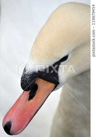 A swan portrait A swan portrait 119879454