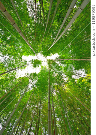 [Aichi Prefecture] Bamboo forest at Shiratori Garden, Nagoya City 119879593
