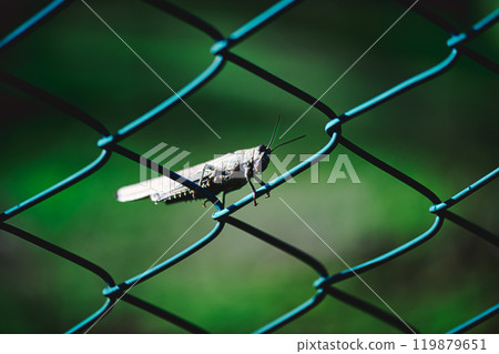 Grasshopper on fence 119879651