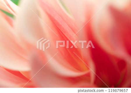 Petals/Dahlia background material Petals/Dahlia background material 119879657