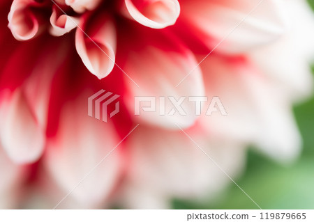 Petals/Dahlia background material 119879665