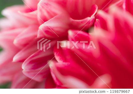 Petals/Dahlia background material Petals/Dahlia background material 119879667