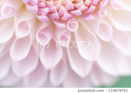 Petals/Dahlia background material 119879701