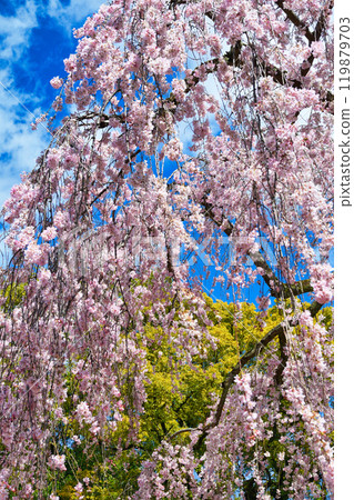 Kyoto Imperial Palace: Izumi weeping cherry blossoms (Kamigyo Ward, Kyoto City, Kyoto Prefecture) 119879703