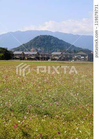 Summer and autumn in Nara, Mount Amanokagu, the ruins of Fujiwara-kyo, cosmos, spring has passed and summer has come, the white clothes of Mount Amanokagu are hanging, cosmos 119879731