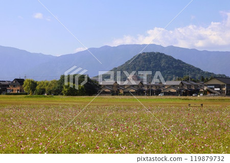 Summer and autumn in Nara, Mount Amanokagu, the ruins of Fujiwara-kyo, cosmos, spring has passed and summer has come, the white clothes of Mount Amanokagu are hanging, cosmos Summer and autumn in Nara, Mount Amanokagu, the ruins of Fujiwara-kyo, cosmos, spring has passed and summer has come, the white clothes of Mount Amanokagu are hanging, cosmos 119879732