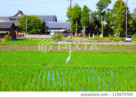 Summer and autumn in Nara, Mount Amanokagu, the ruins of Fujiwara-kyo, cosmos, spring has passed and summer has come, the white clothes of Mount Amanokagu are hanging, cosmos 119879769