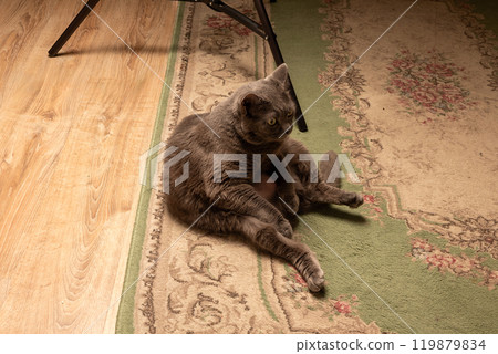 the cat sits on his ass and looks with a serious muzzle 119879834