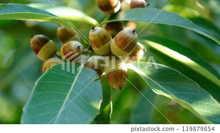 Copy space: vertically striped red oak acorns 119879854