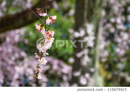 Kyoto Imperial Palace: Izumi weeping cherry blossoms (Kamigyo Ward, Kyoto City, Kyoto Prefecture) 119879925