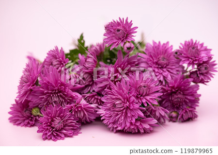 beautiful chrysanthemums beautiful chrysanthemums 119879965