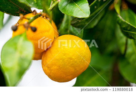 tangerines growing tangerines growing 119880018