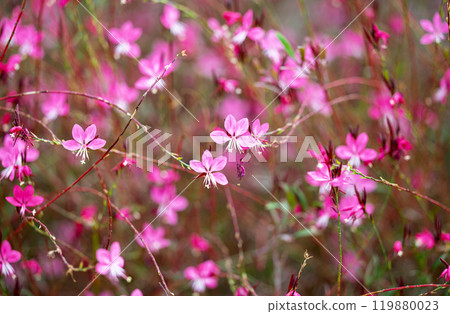 pink gaura flowers growing pink gaura flowers growing 119880023