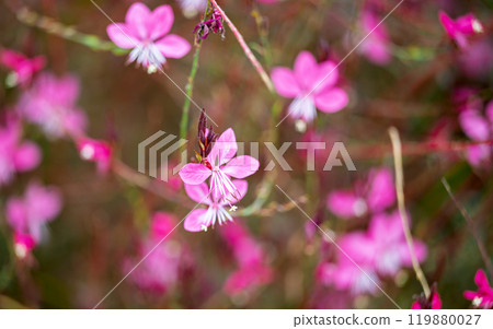 pink gaura flowers growing pink gaura flowers growing 119880027