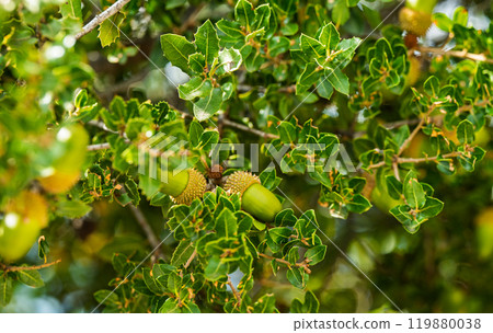 kermes oak with acorn kermes oak with acorn 119880038