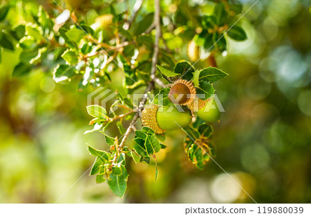 kermes oak with acorn 119880039