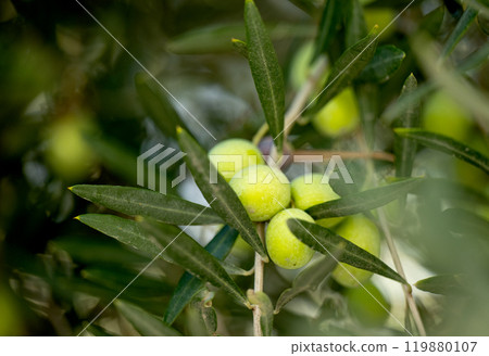 olives growing on a tree olives growing on a tree 119880107