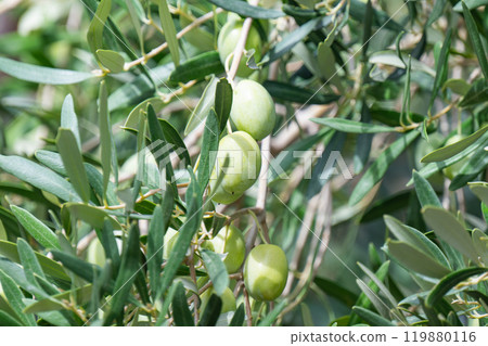 olives growing on a tree olives growing on a tree 119880116