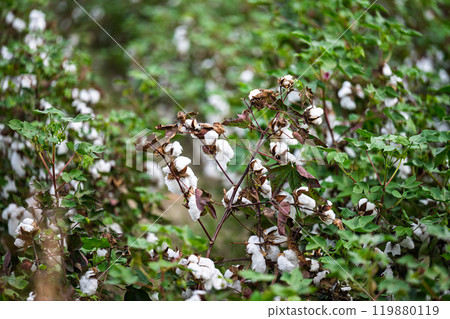 field of ripe cotton ready 119880119