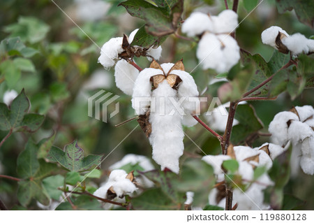 field of ripe cotton ready field of ripe cotton ready 119880128